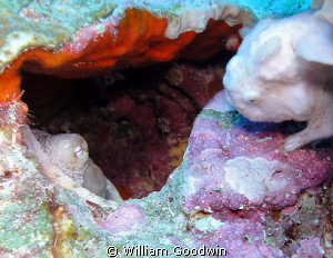 A young white frogfish meets a grizzled ol' octopus. 75 f... by William Goodwin 